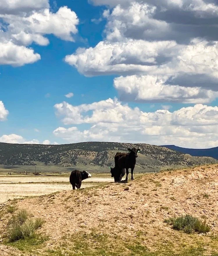Black baldy beef cattle grazing on high desert rangeland at Dry Creek Pastures with mountain range and dramatic cloud sky in northern Utah