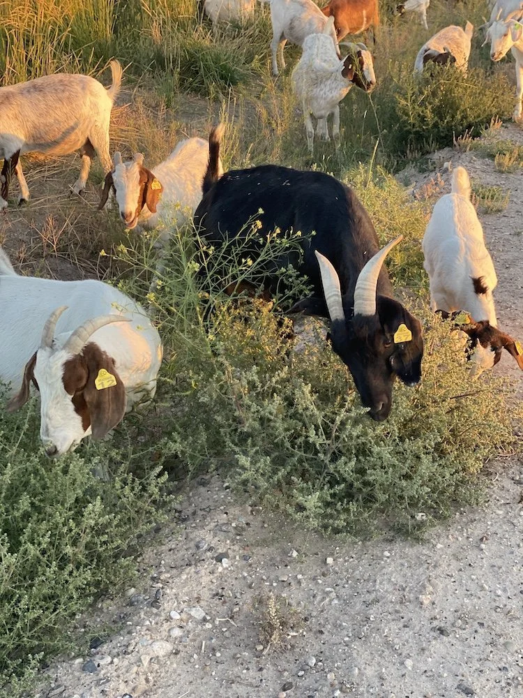Dry Creek Livestock meat goats actively browsing weeds and brush at golden hour, Utah-Wyoming border