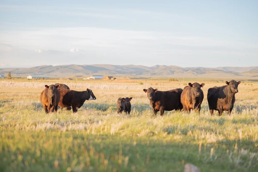 Beef cattle grazing on sub-irrigated meadow along the Bear River at Dry Creek Pastures at golden hour in northern Utah