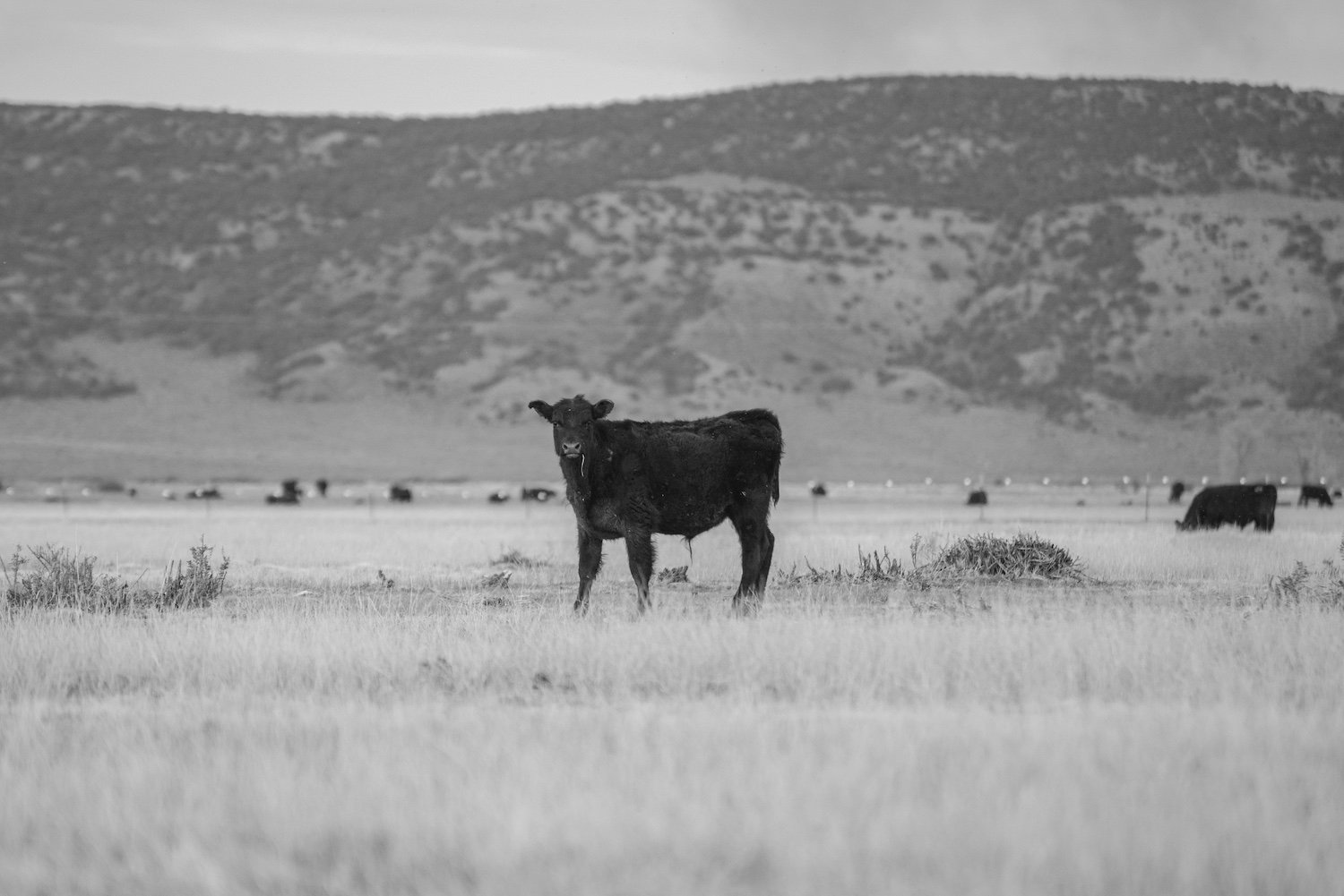 Young Black Angus calf standing in a high desert pasture at Dry Creek Pastures in Woodruff, Utah.