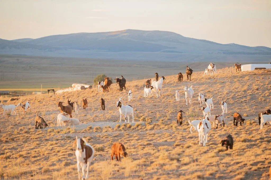 Spanish Boer and crossbred meat goat herd grazing golden hour hillside at Dry Creek Pastures high desert ranch in northern Utah with mountain range in background