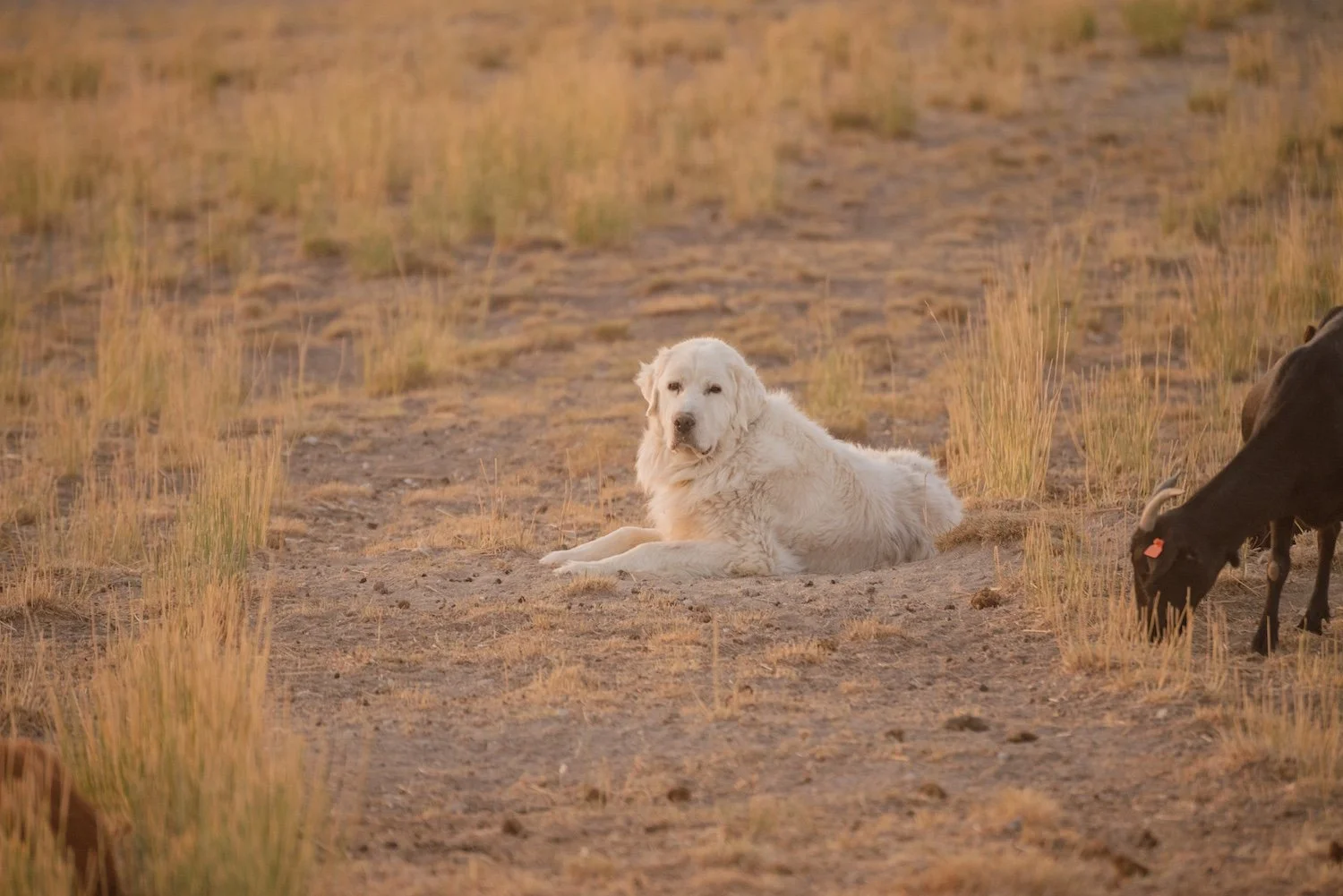 Livestock guardian dog resting with meat goat herd at Dry Creek Livestock on the Utah-Wyoming border