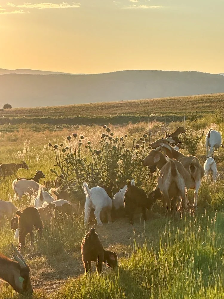 Spanish Boer crossbred meat goats grazing through thistle and brush at golden hour on Dry Creek Pastures high desert ranch in northern Utah