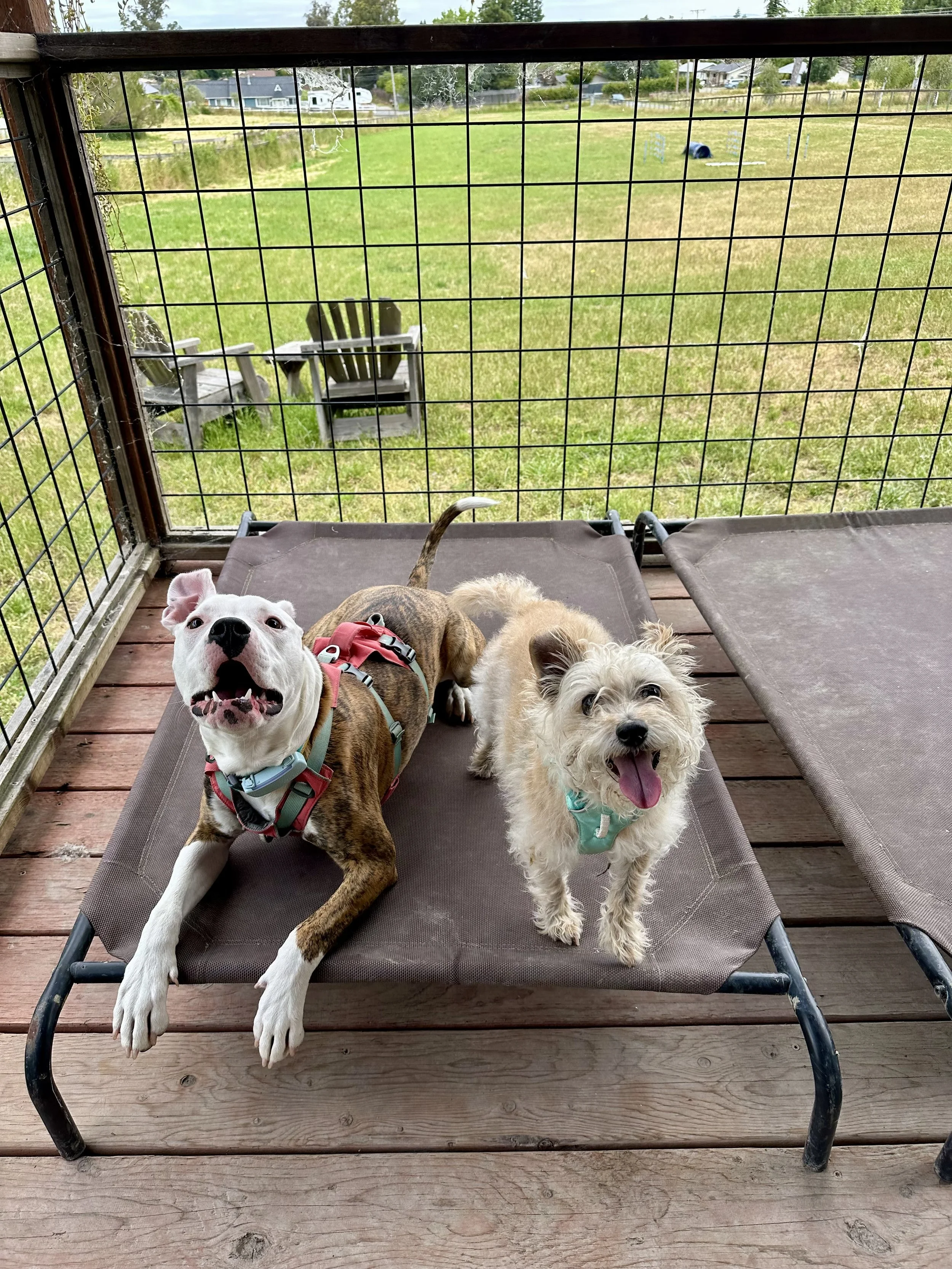 Bowie and Dolce, Treat Testers