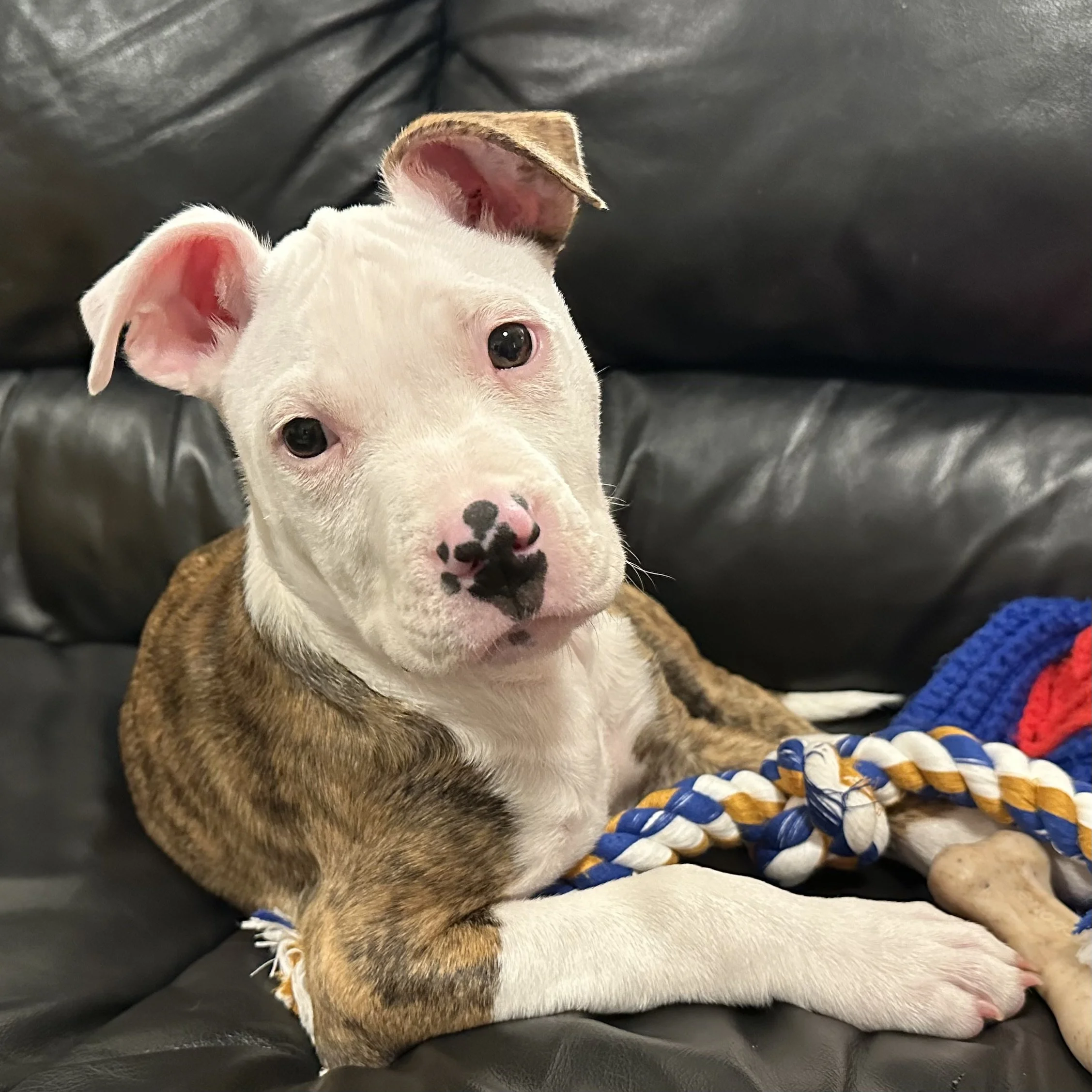 A puppy with a white face, black spots on its pink nose, and a brindle body resting on a black leather couch, surrounded by colorful rope toys.
