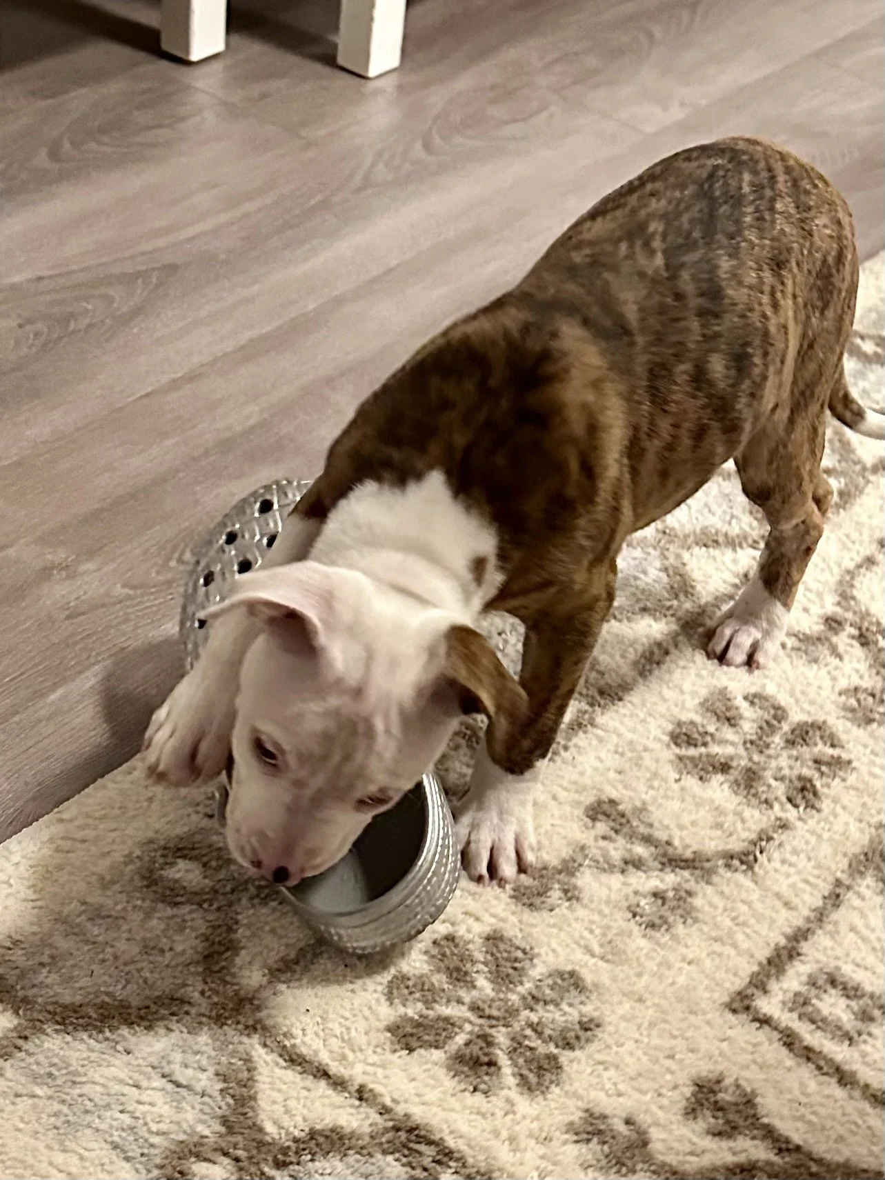 A young puppy with a white and brown coat chewing on a croc on a beige rug with floral designs.