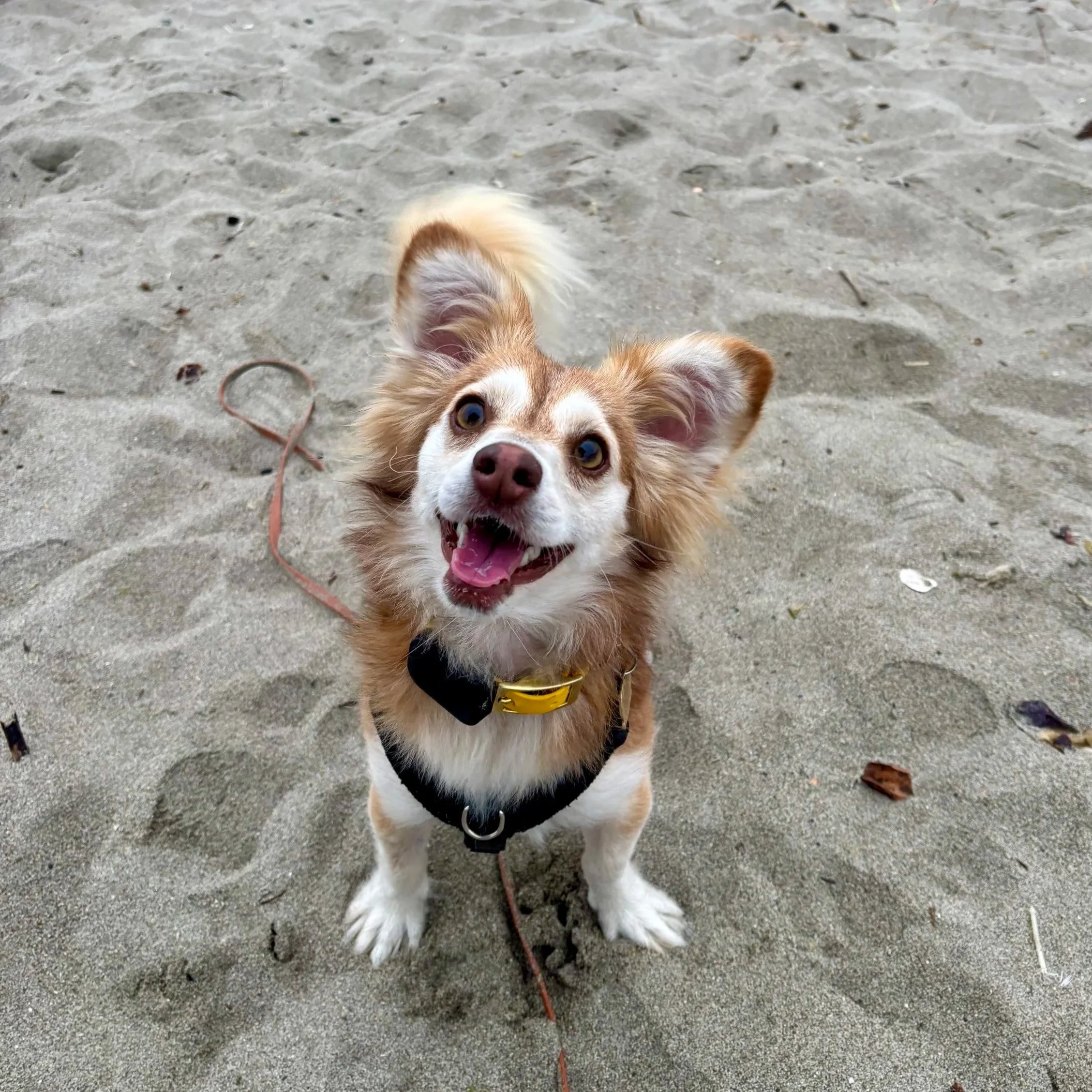 Pretzel, Playful little man