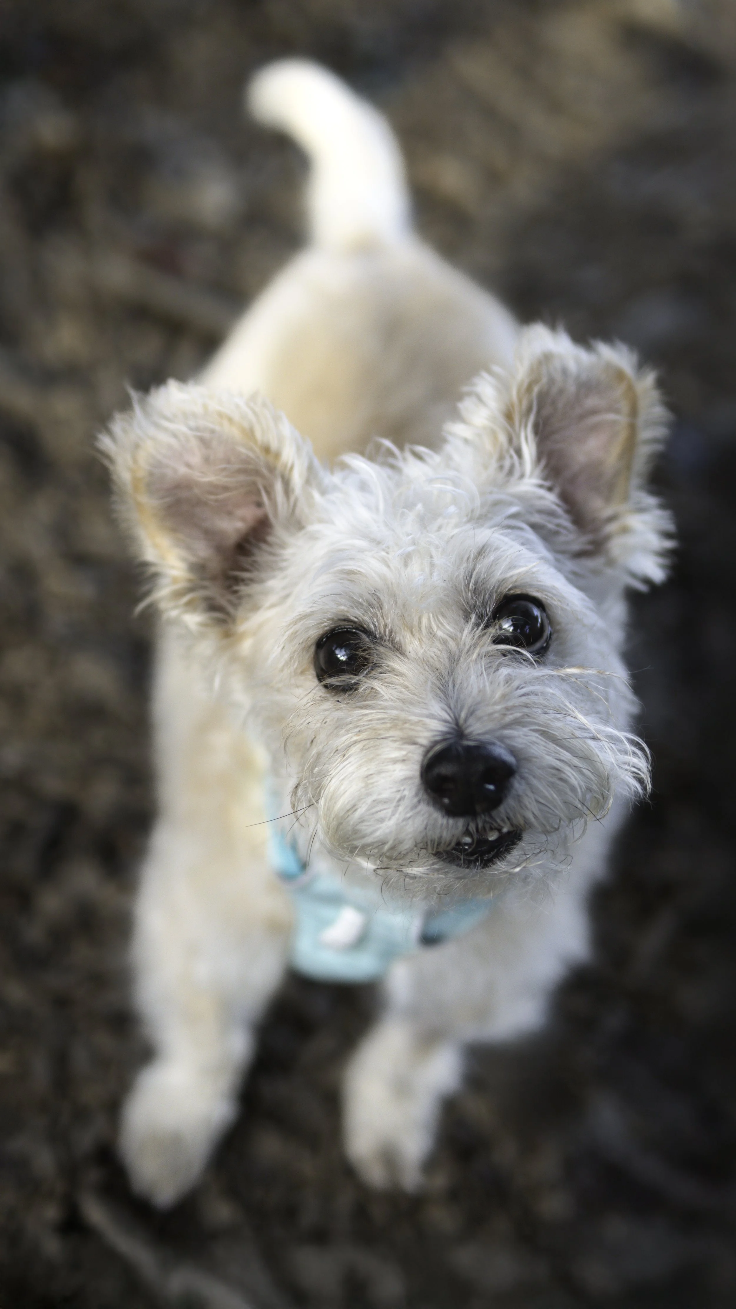 Dolce, Professor Little Old Man