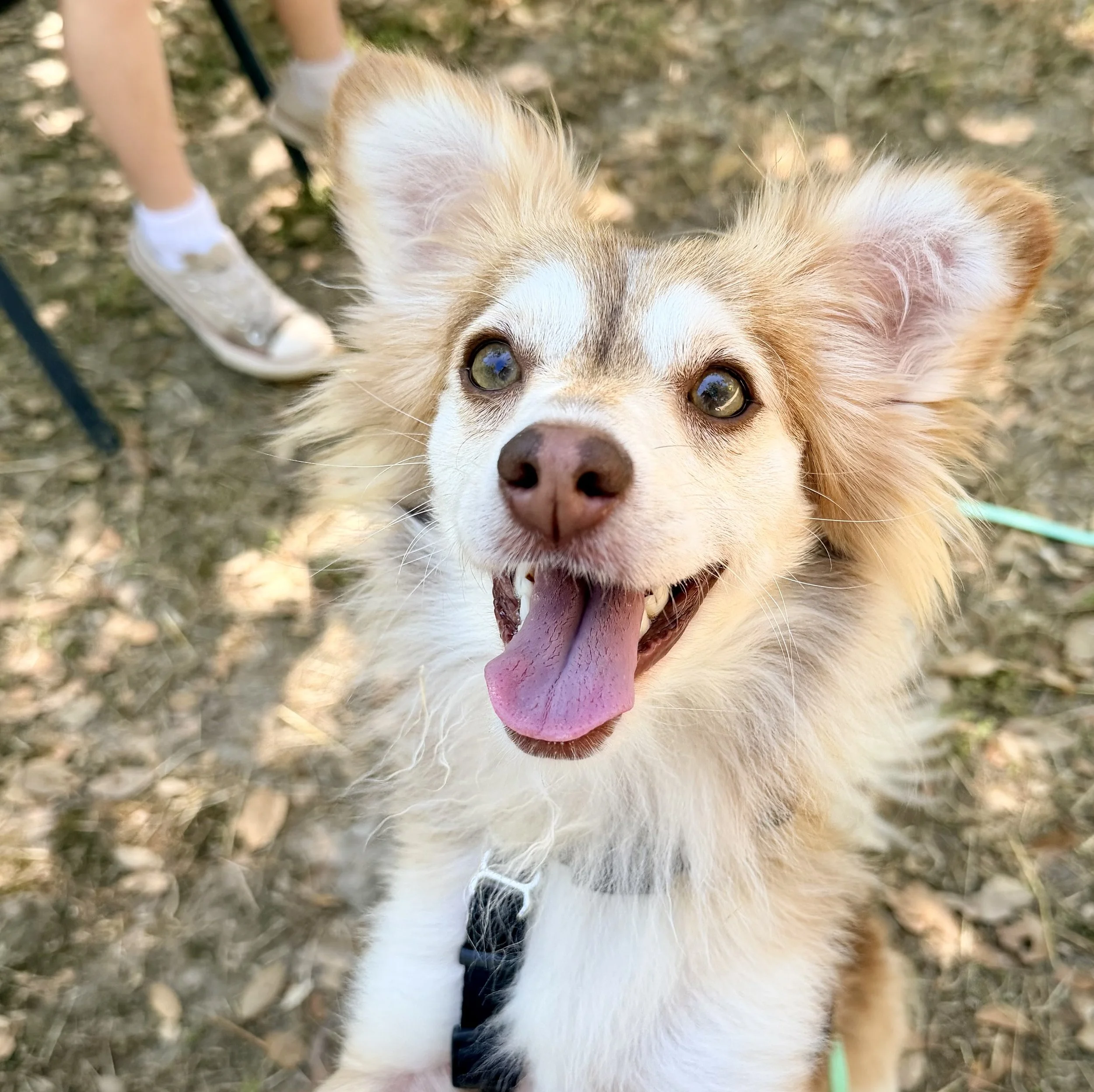 Pretzel, Playful little man