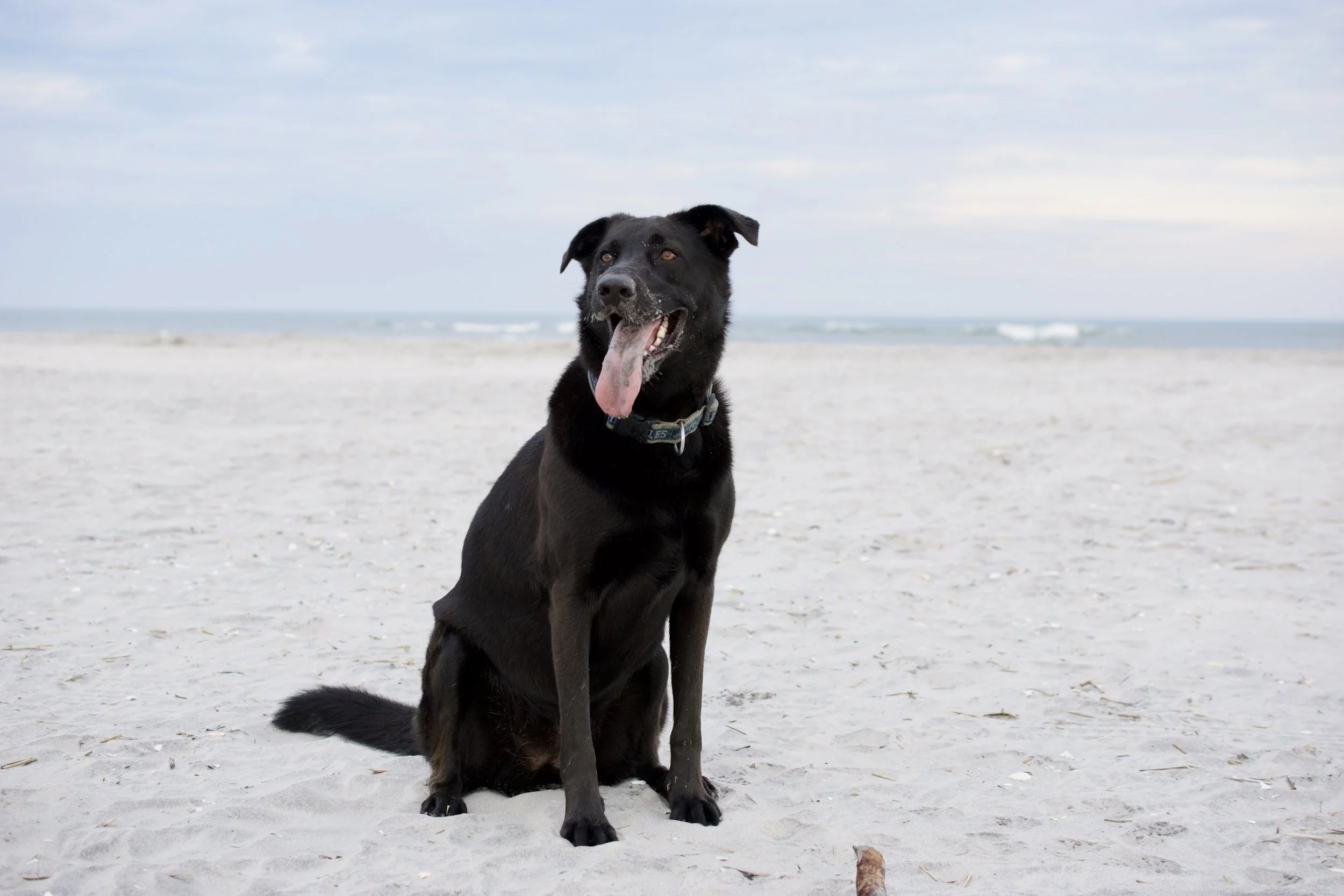 A black dog sitting on a sandy beach with an ocean and cloudy sky in the background.