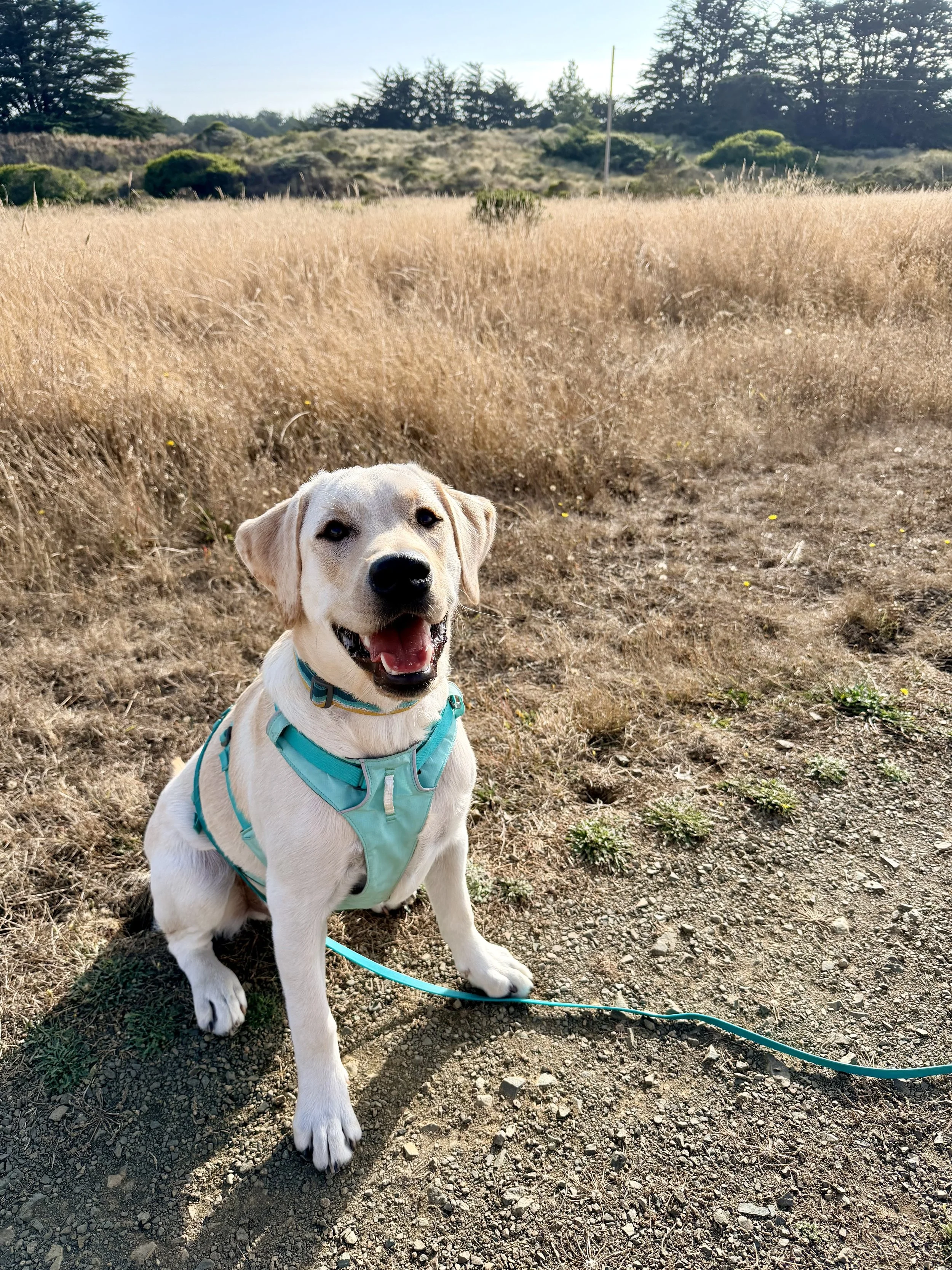 Toby, Adolescent partner in crime