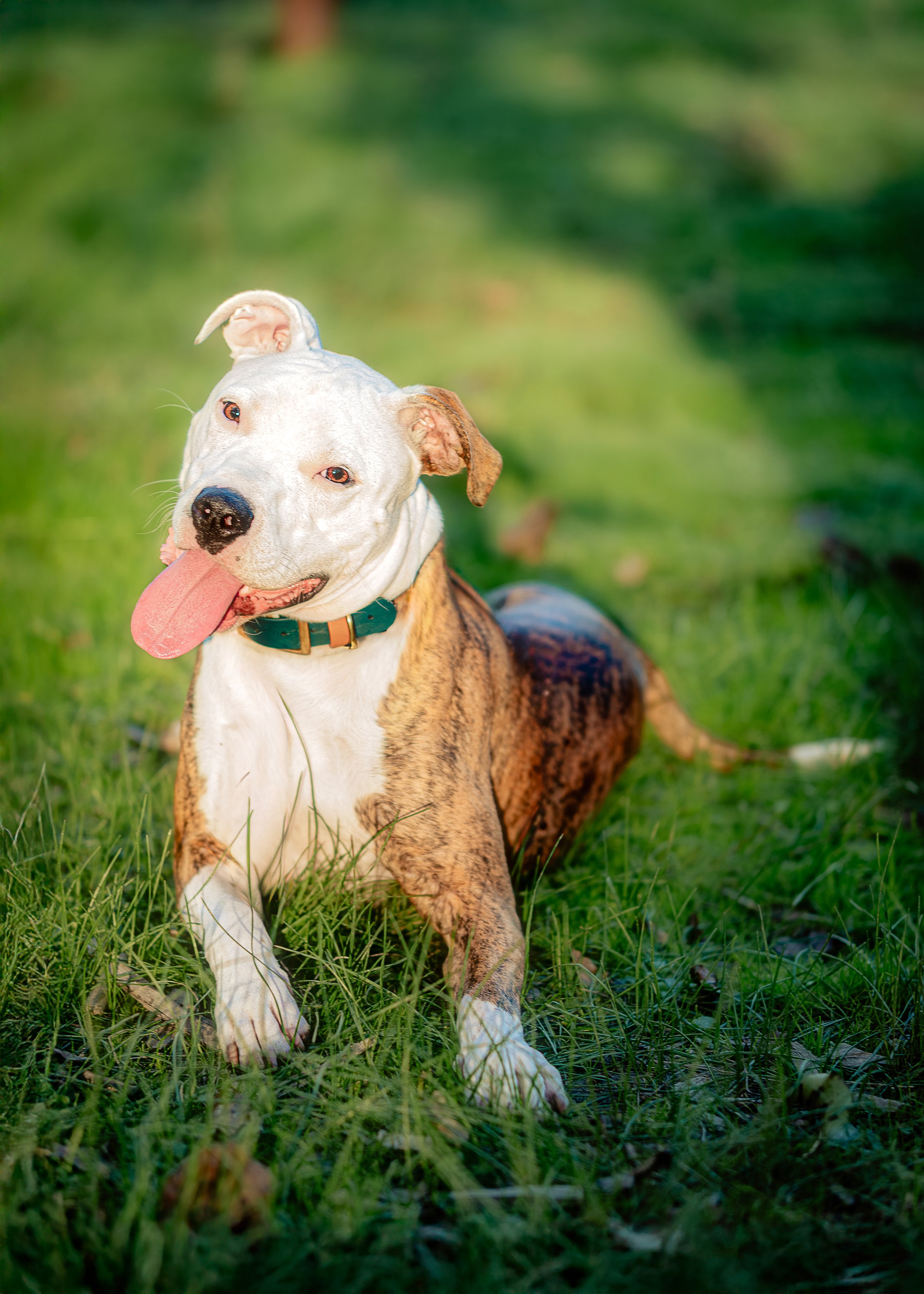 Bowie, Teenager Angst Aficionado
