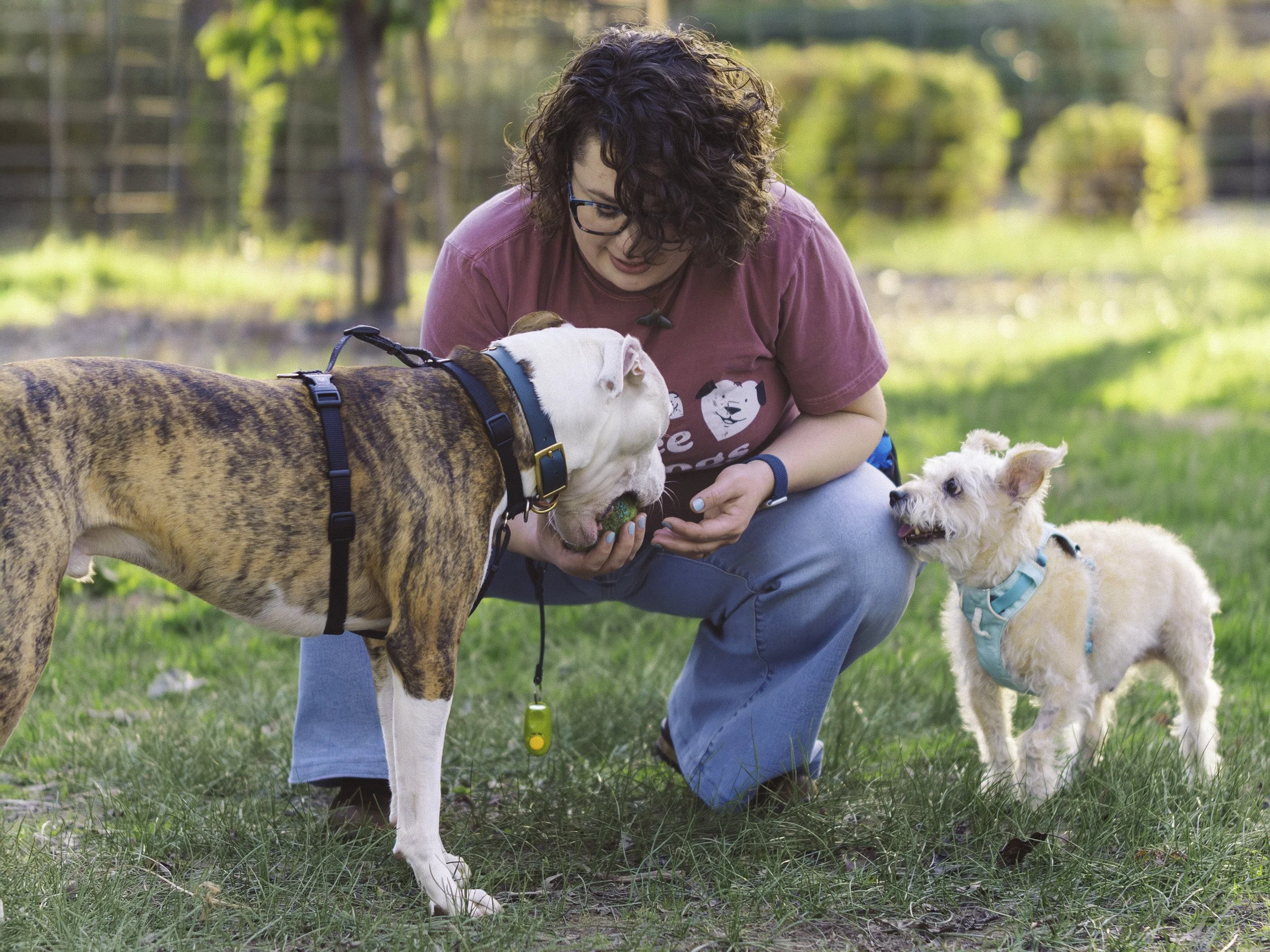 A person with curly dark hair and glasses, wearing a pink T-shirt, interacts with twi dogs outdoors on the grass in a park with trees in the background. The person is holding a ball and appears to be playing with the dogs.