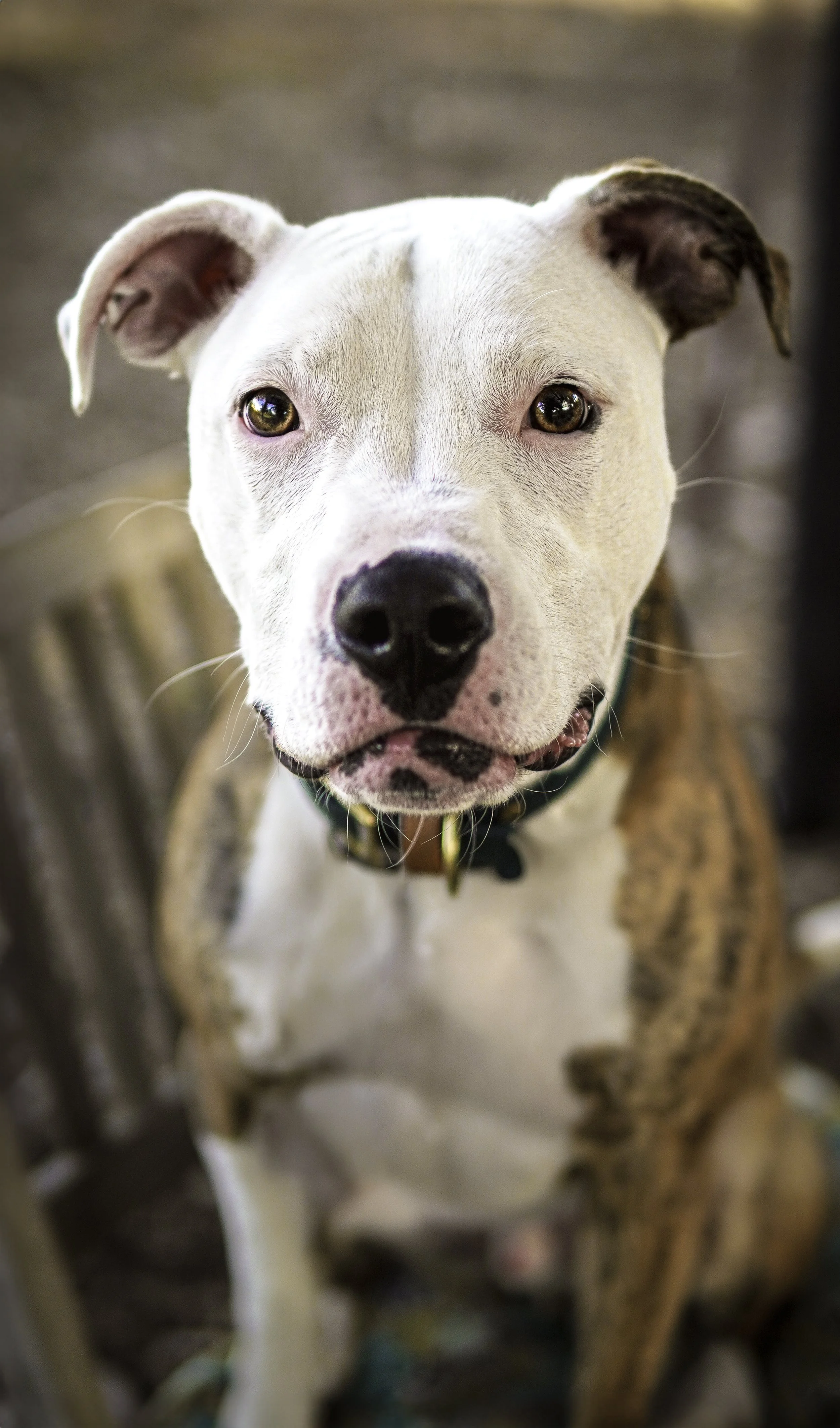 Close-up of a white and brindle dog with one ear up and one ear down, sitting on a wooden chair indoors.
