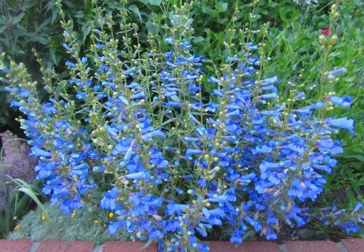 Penstemon Heterophyllus ‘Electric Blue’ (Electric Blue Penstemon) -A neon-blue burst that electrifies the border.