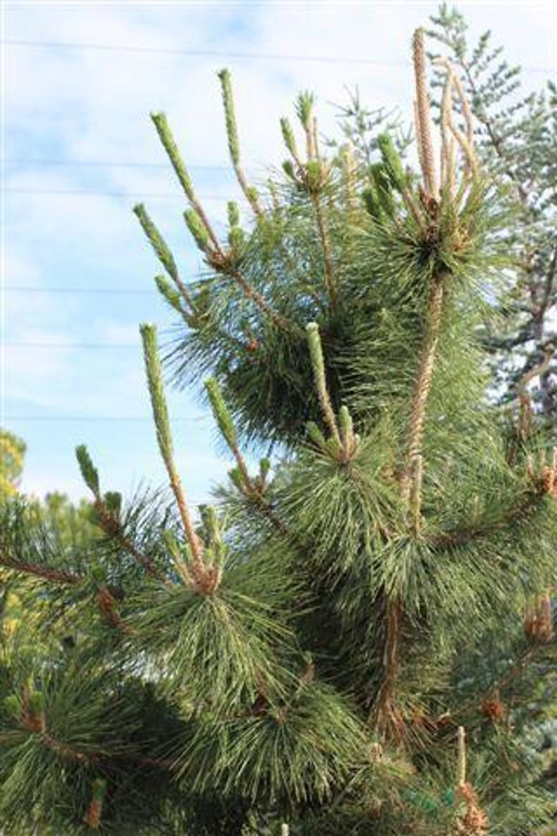 Japanese Black Pine (Pinus Thunbergii) — The garden’s quiet samurai