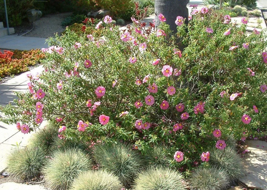 Cistus purpureus ‘Purple Rockrose’  — Sunshine wrapped in silk petals.