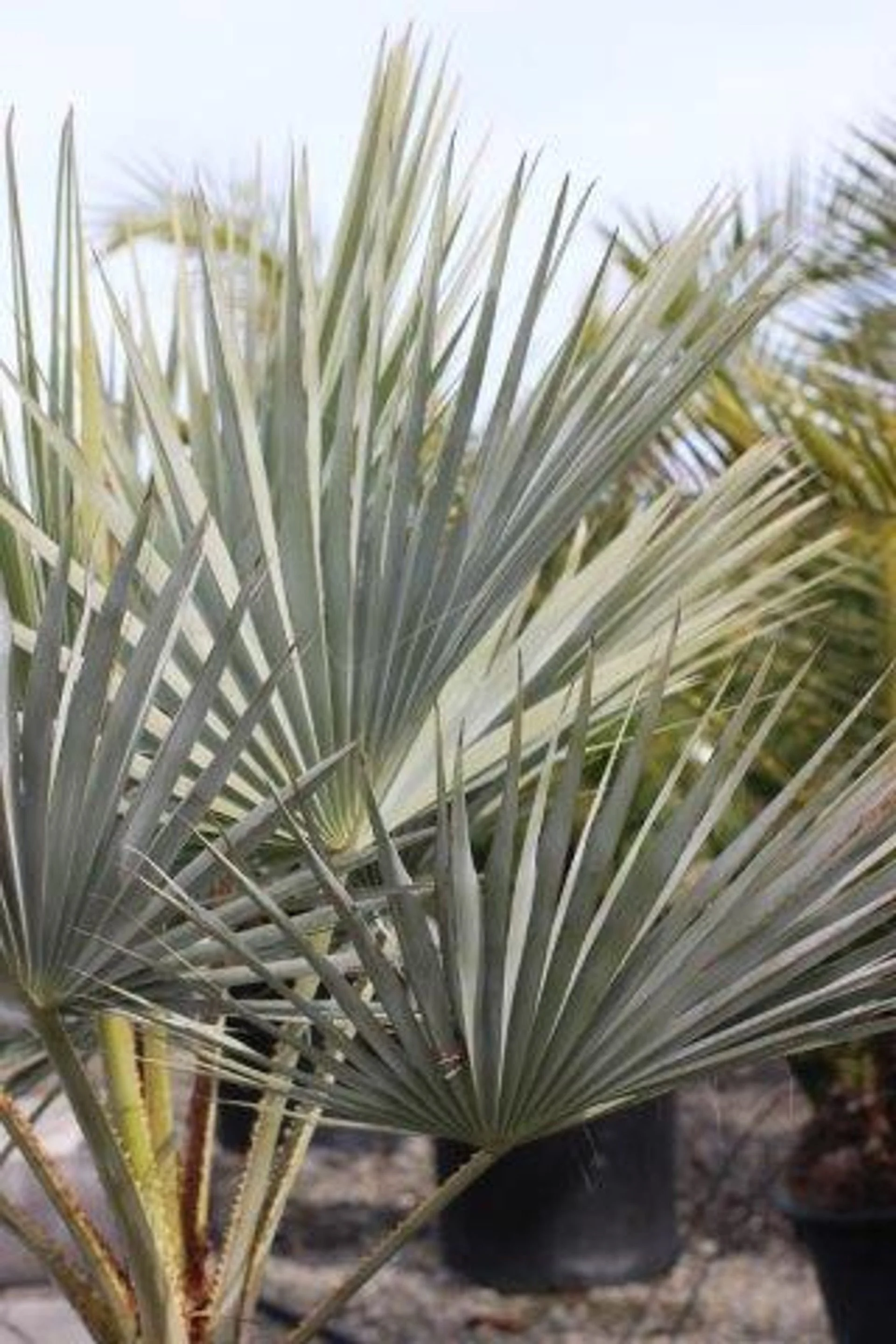 Brahea armata (Mexican Blue Fan Palm) - A desert sentinel cloaked in silver-blue armor.