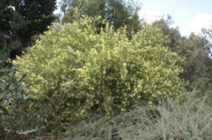 Willow Acacia