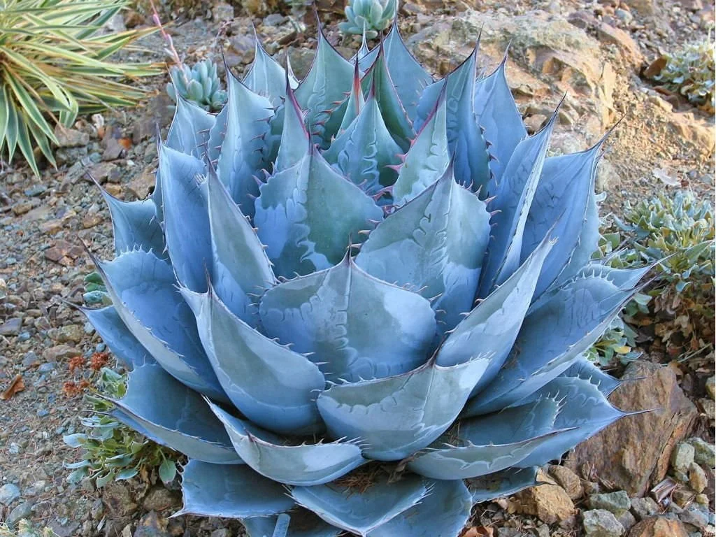Agave parrasana (Tulip Agave) — Rosettes that open like desert tulips.