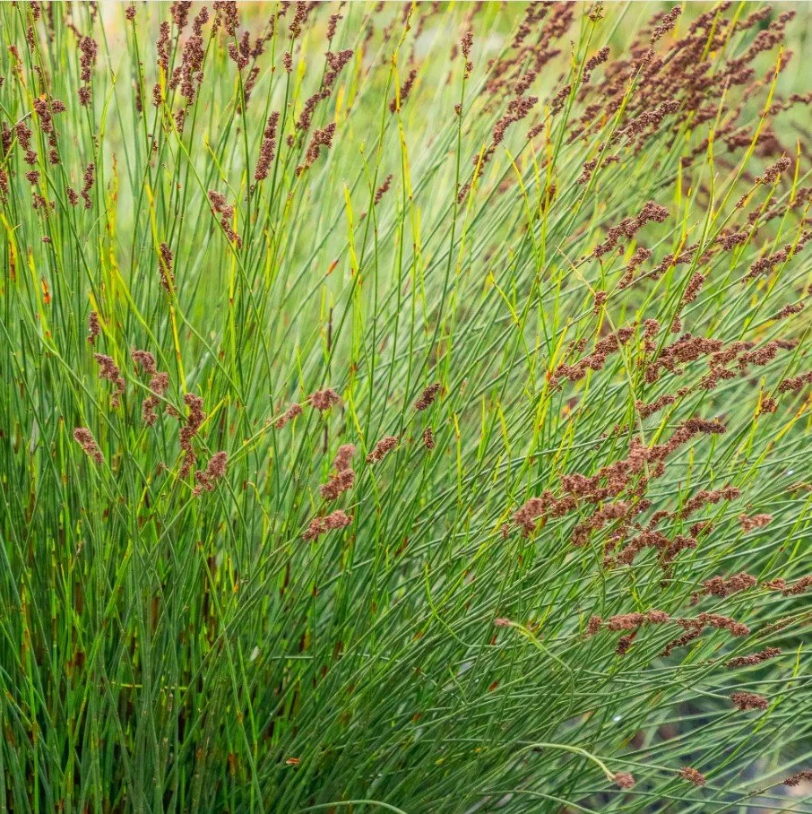 Chondropetalum tectorum ‘Cape Rush’ — An architect’s dream in green.