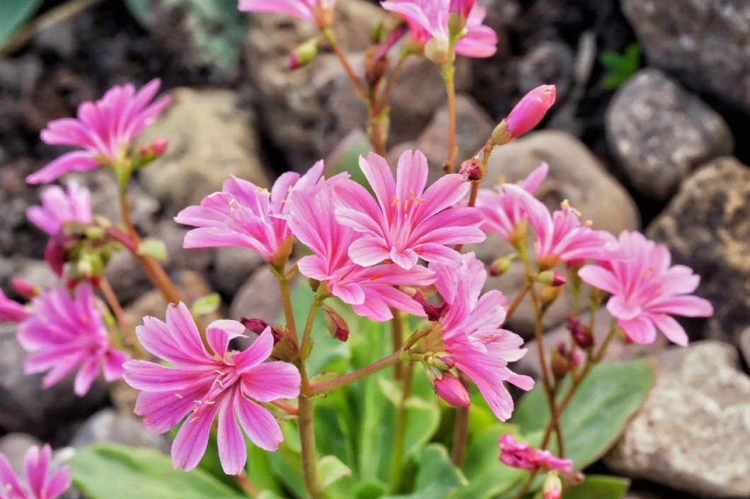 Lewisia Cotyledon ‘Elise Mix’ (Lewisia Elise Mix) - Jewels of the rock garden, sparkling in rainbow hues.
