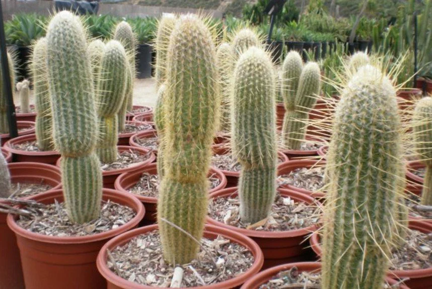 Espostoa lanata ‘Peruvian Old Man Cactus’ — A soft coat with a prickly personality.