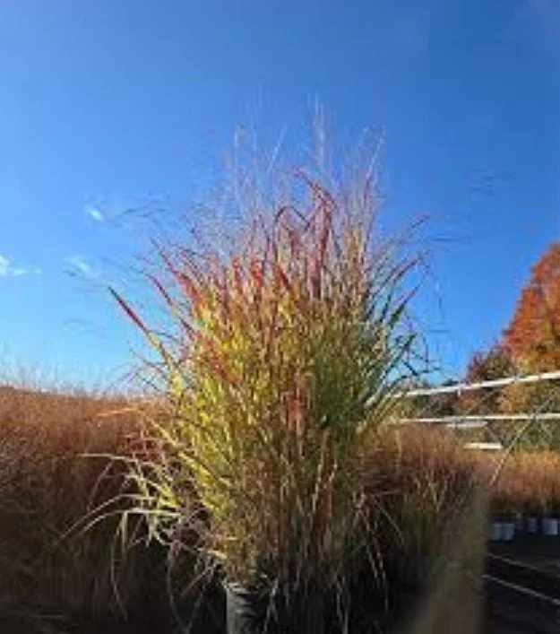 Panicum virgatum ‘Red Flame’ Switchgrass  — Autumn embers that never fade.