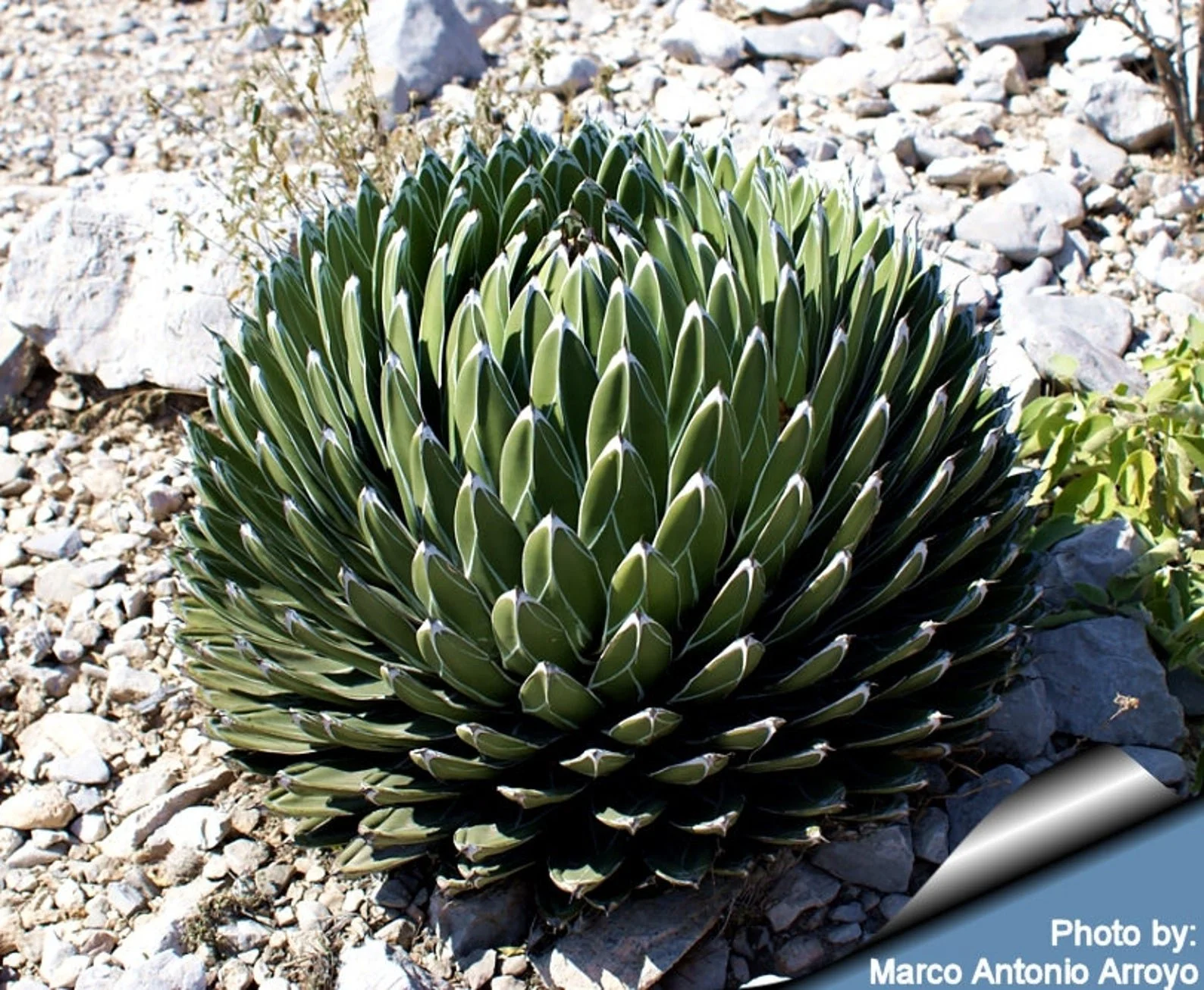 Agave victoriae-reginae (Queen Victoria Agave) — A royal rosette etched in white.