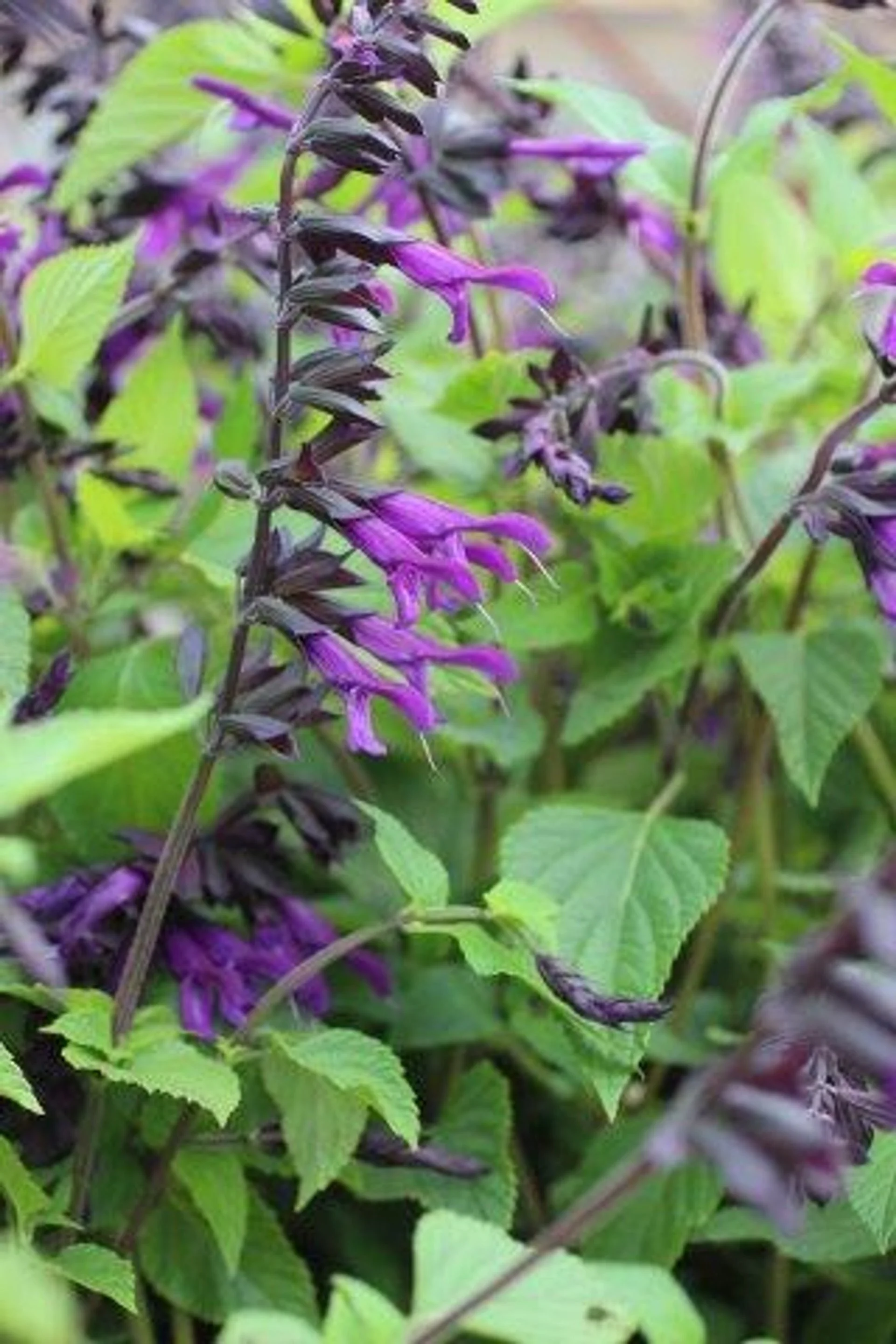 Salvia ‘Amistad’ (Friendship Sage) - Velvety purple wands humming with life.