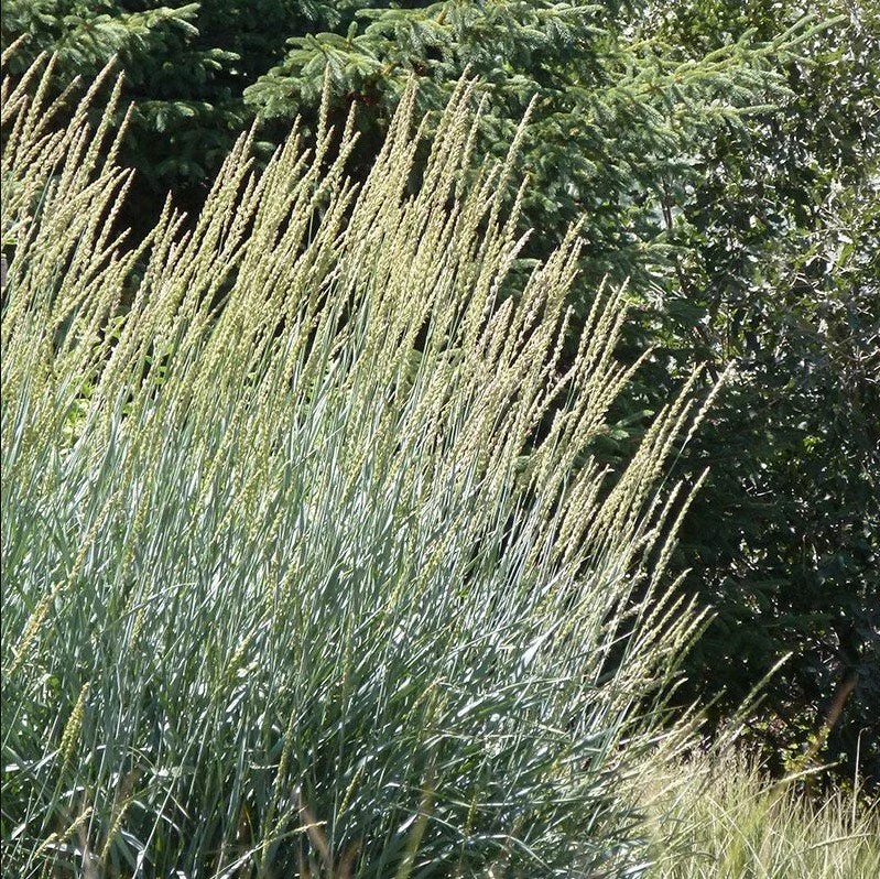 Leymus cinereus ‘Great Basin’ Wild Rye — Big sky energy in grass form.