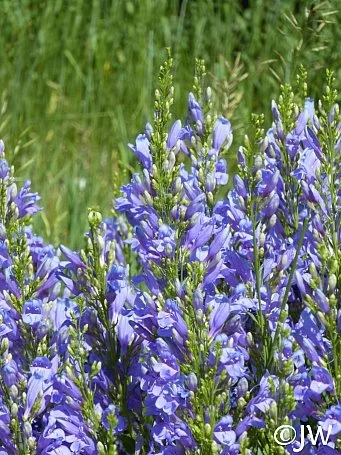 Penstemon ‘Venus’ (Venus Penstemon) - Soft lavender trumpets touched with silver.