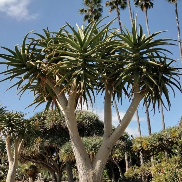 Aloe ‘Hercules’ (Hercules Tree Aloe) — A giant with strength in every sculpted leaf.