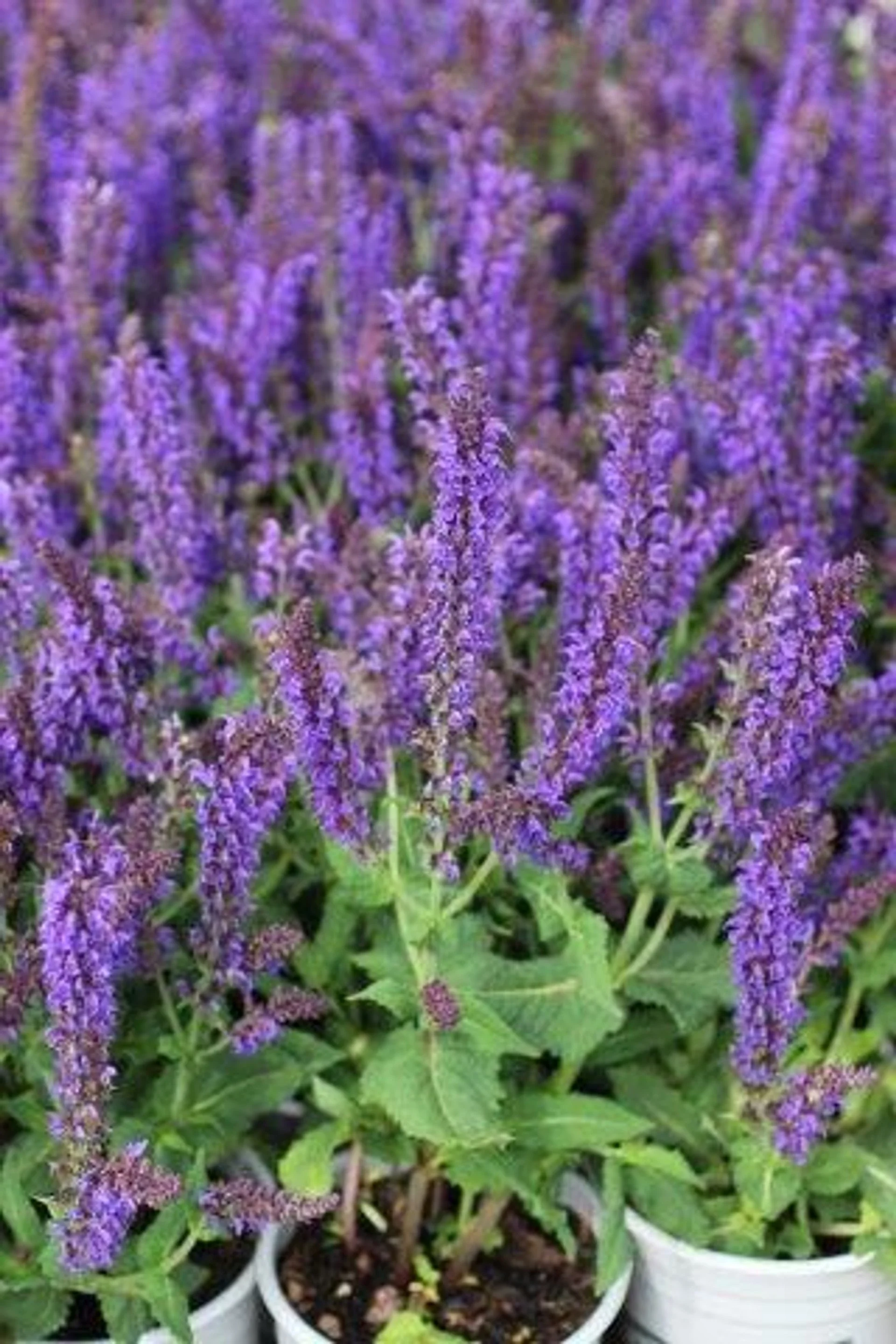 Salvia X Sylvestris ‘May Night’ (May Night Sage) - Indigo spires that bring the garden to life in May.