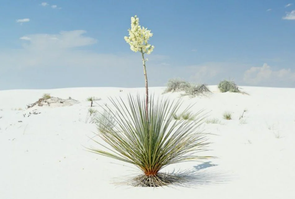 Yucca elata  ‘Soap Tree’  — Where elegance meets endurance.