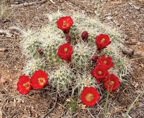 Echinocereus triglochidiatus (Claret Cup Hedgehog Cactus) — Brilliant scarlet goblets raised to the sun.