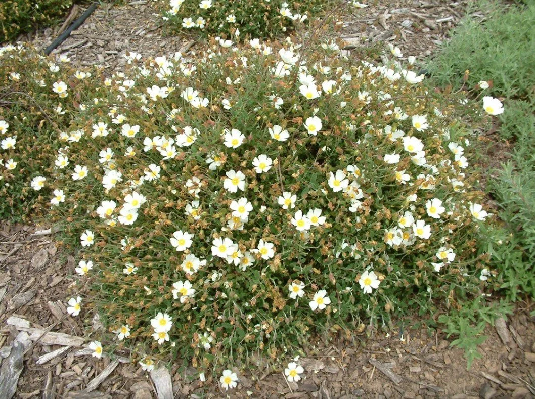Cistus salviifolius - Sageleaf Rockrose  — Small white blooms, big personality.