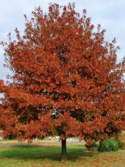 Shumard Oak