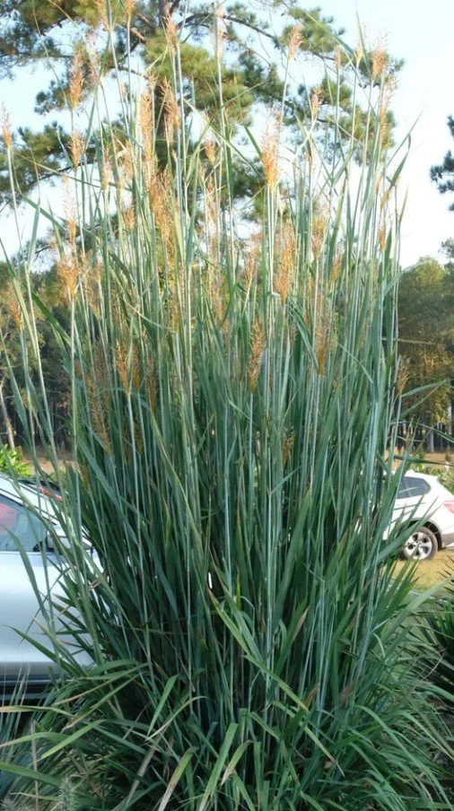 Sorghastrum nutans ‘Thin Man’ Indian Grass  — Tall, blue, and unapologetically handsome.