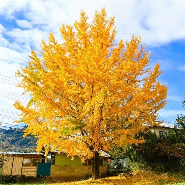 Ginkgo Biloba (Maidenhair Tree) — A golden time traveler with fan-shaped leaves