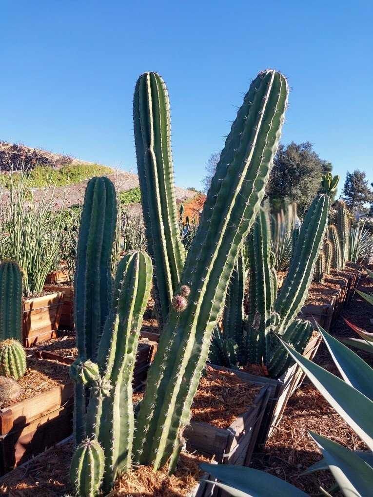 Stenocereus thurberi (Organ Pipe Cactus) — A cathedral of green columns rising from the desert floor.