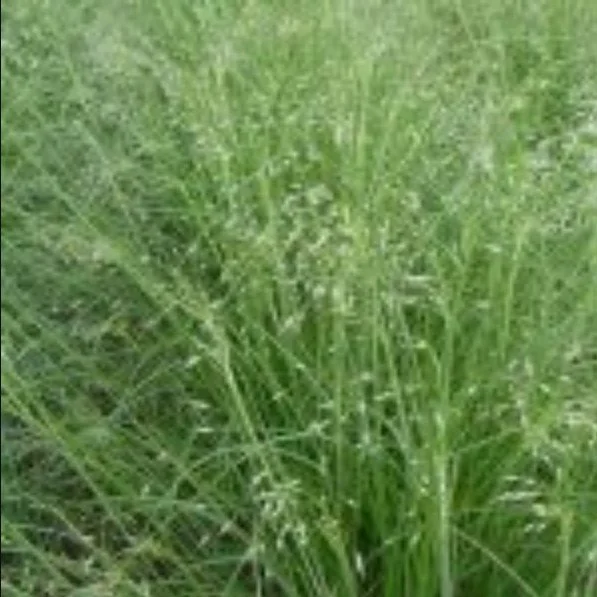 Achnatherum hymenoides ‘Indian Ricegrass’ — A shimmer of seed and spirit.
