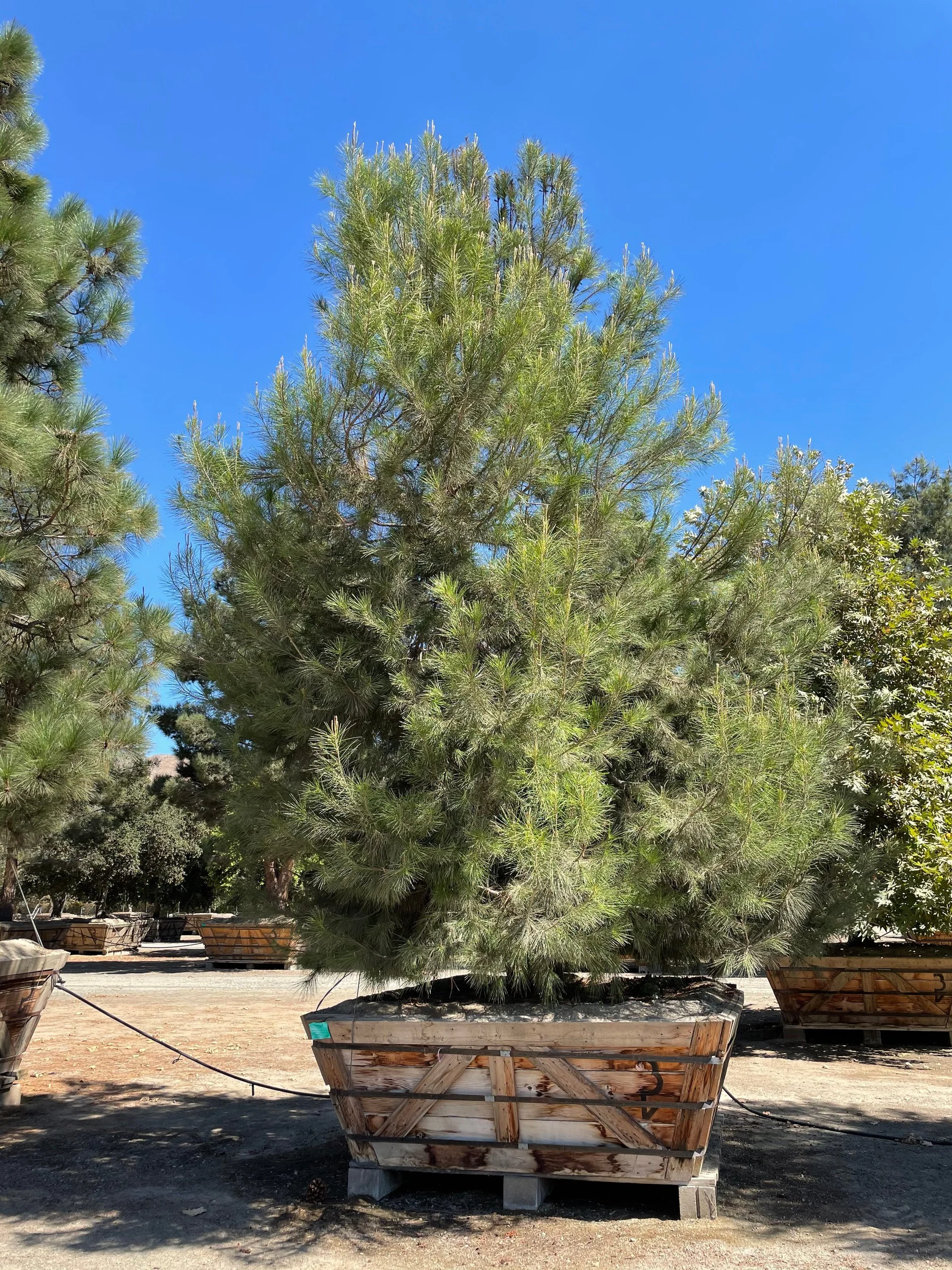 Pinus Halepensis (Aleppo Pine) — A painter’s brushstroke of green