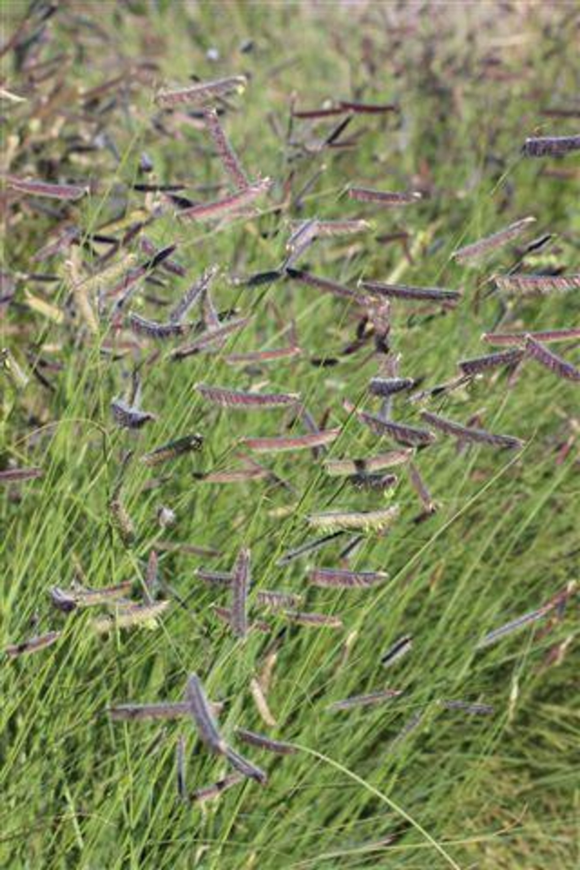 Bouteloua gracilis (Blue Grama Grass) — the prairie’s dancing eyelashes in the summer breeze