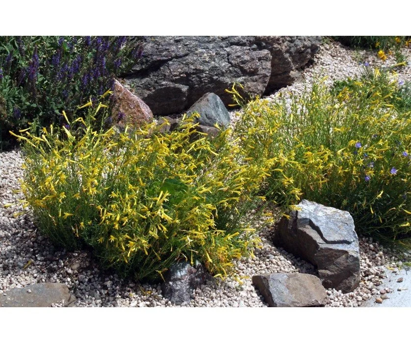 Penstemon Pinifolius ‘Mersea Yellow’ (Mersea’s Yellow Pineleaf Penstemon) - Golden trumpets glowing on needle-like leaves.