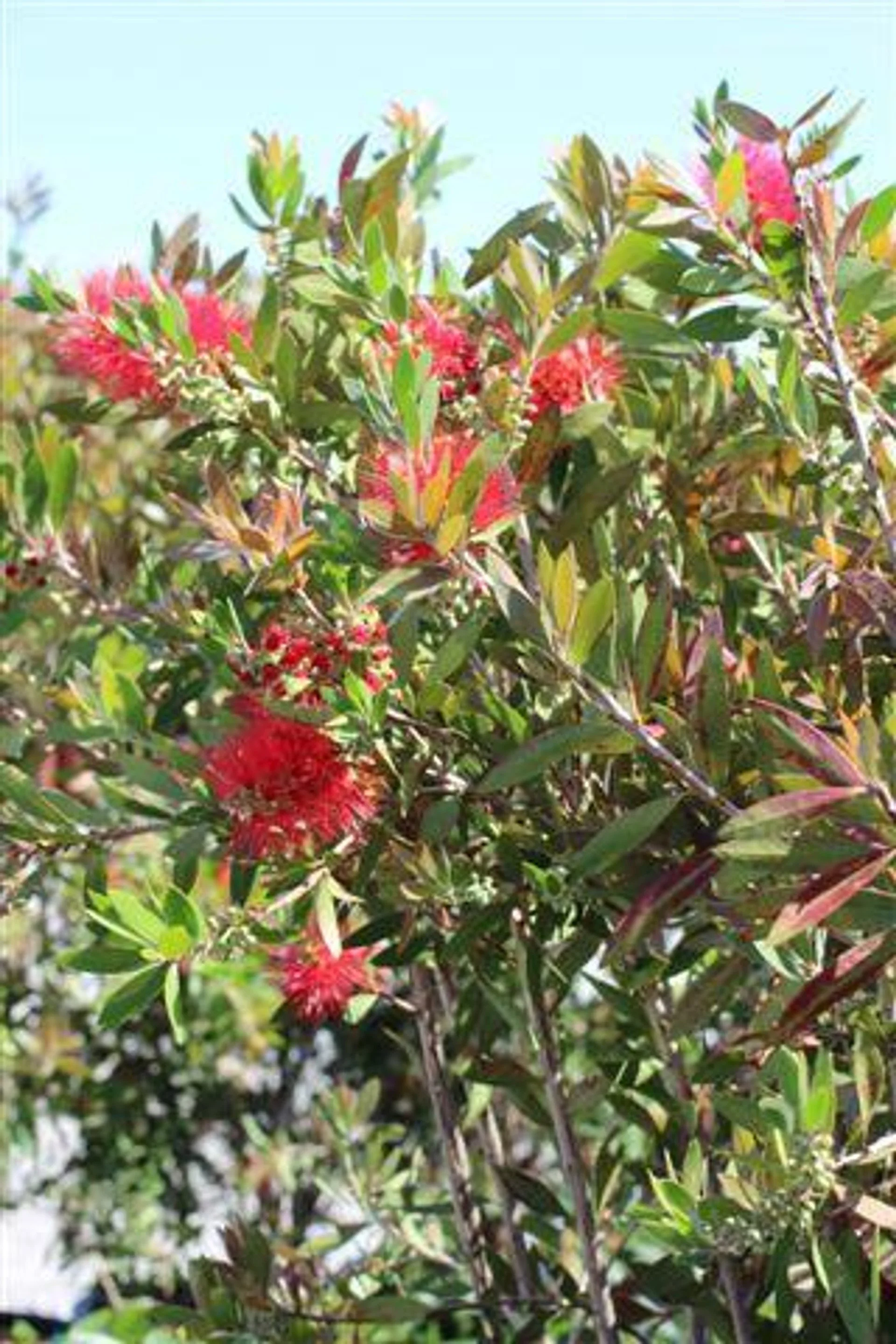 Red Bottlebrush (Callistemon Citrinus) — Fireworks in bloom
