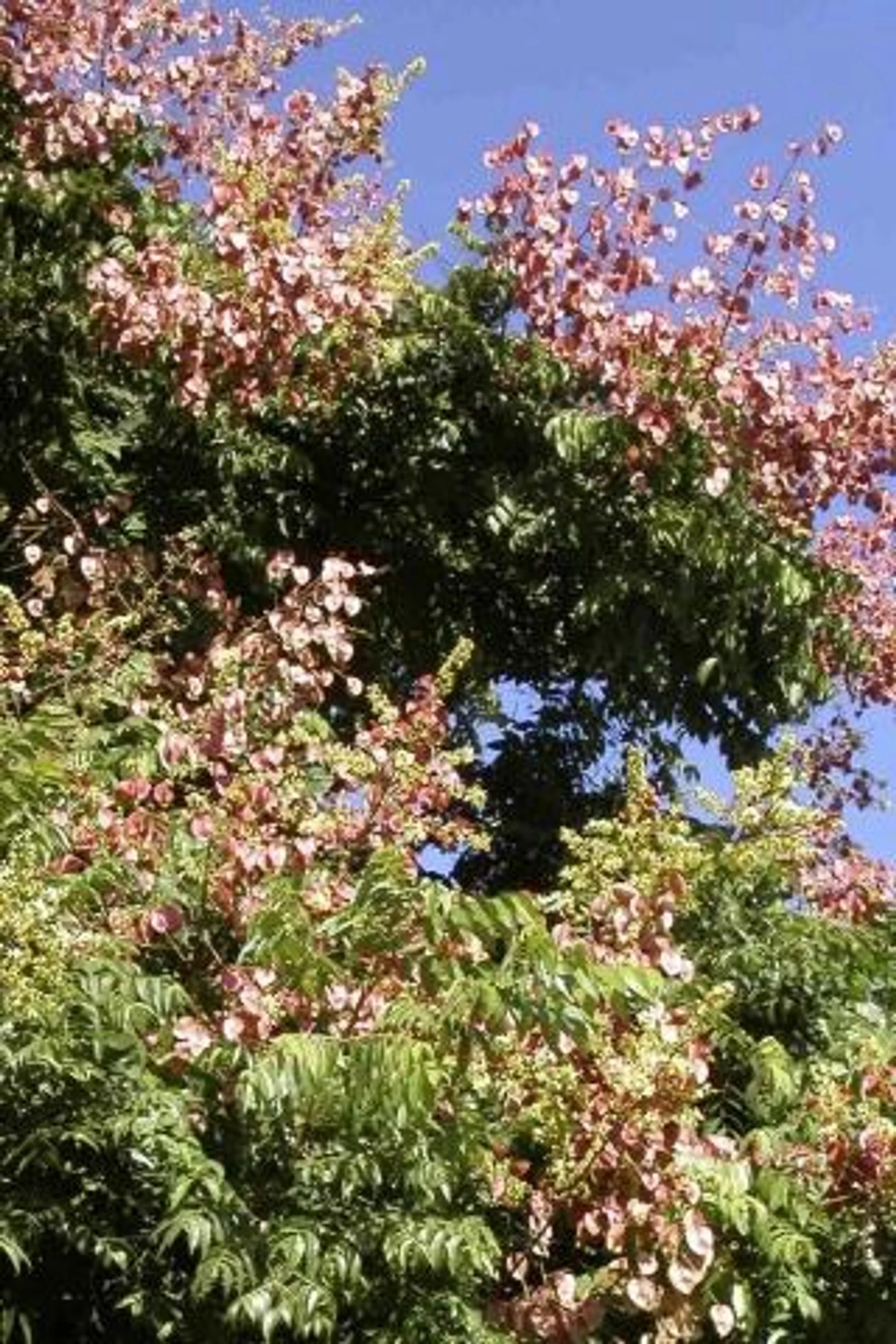 Koelreuteria Paniculata (Golden Rain Tree) — Blossoms and lanterns for summer’s stage