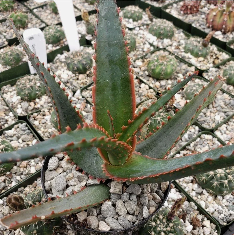Aloe ‘Swordfish’ — Blue-green blades edged with coral fire.