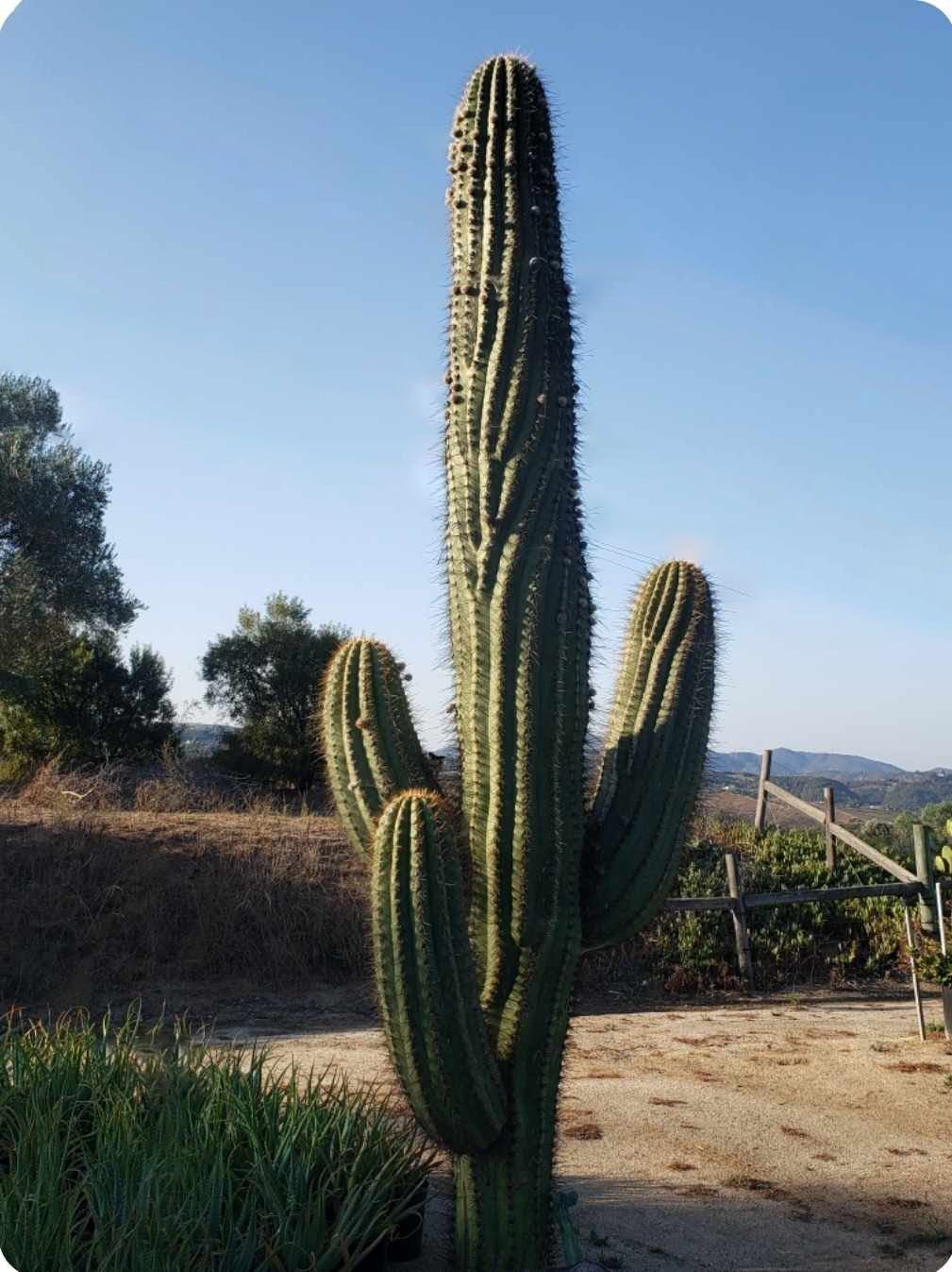 Trichocereus terscheckii (Argentine Saguaro) — A South American giant standing like a sentinel.