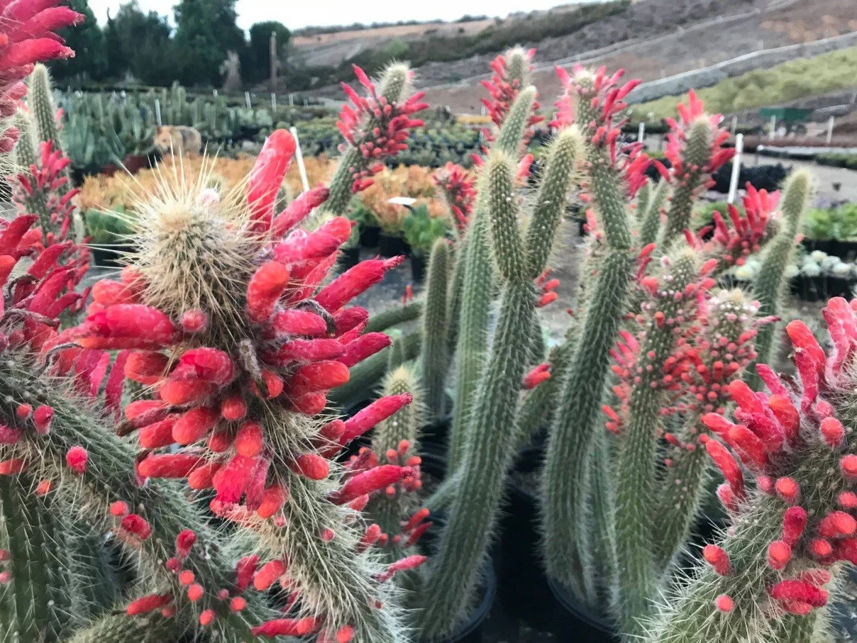 Cleisto cactus  ‘ Torch Cactus’ — A column of sunlight dressed in silver.